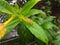 TheÂ common Allamanda Yellow Bud FlowerÂ of Indian